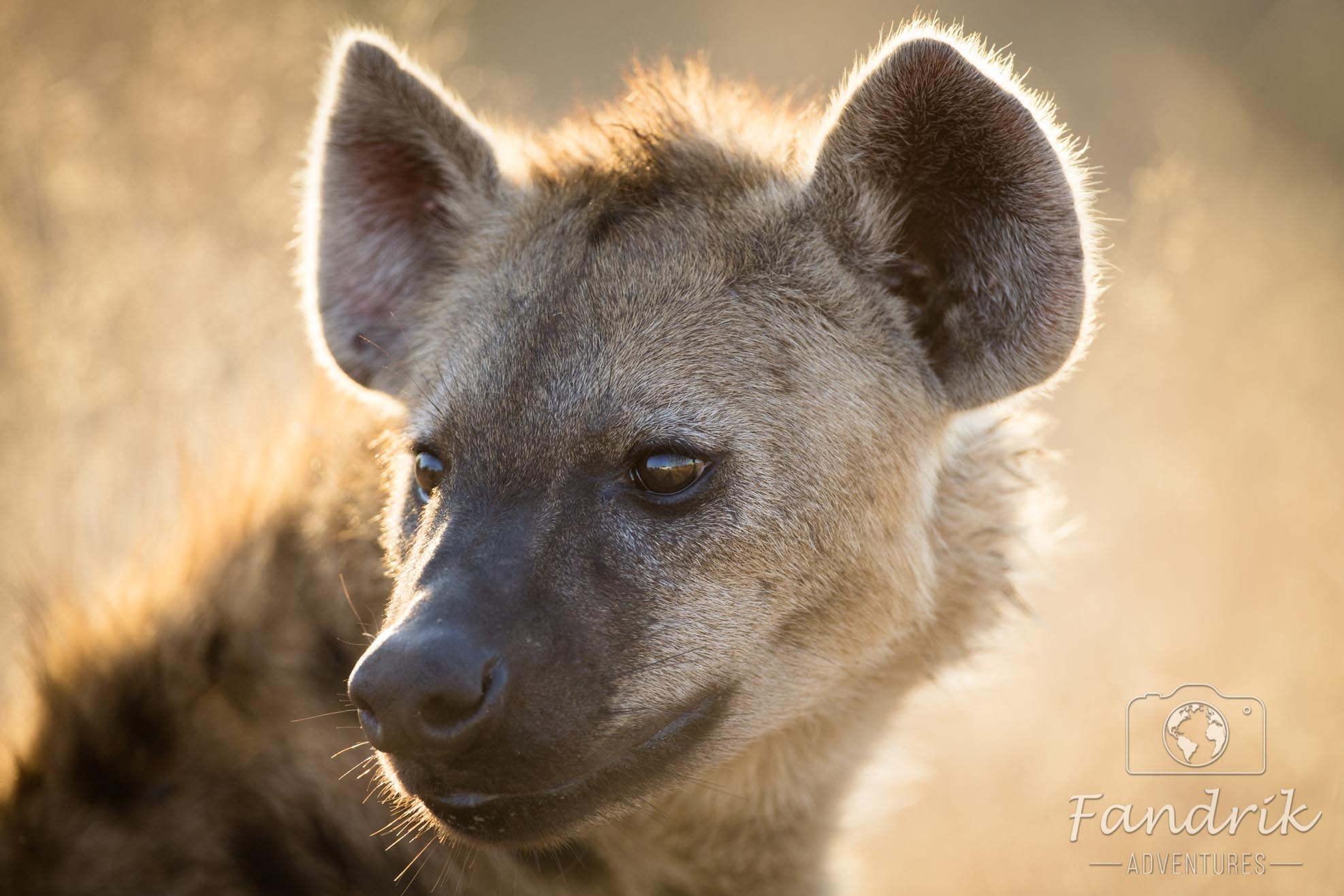 Nahaufnahme eines Hyänenkopfes, der durch die Sonneneinstrahlung von hinten fast heilig wirkt