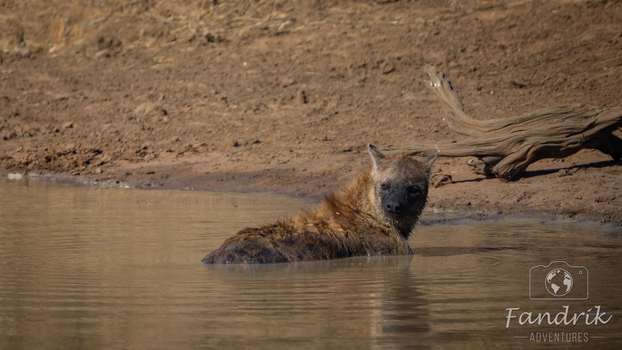Eine Hyäne badet in einem Wasserloch.