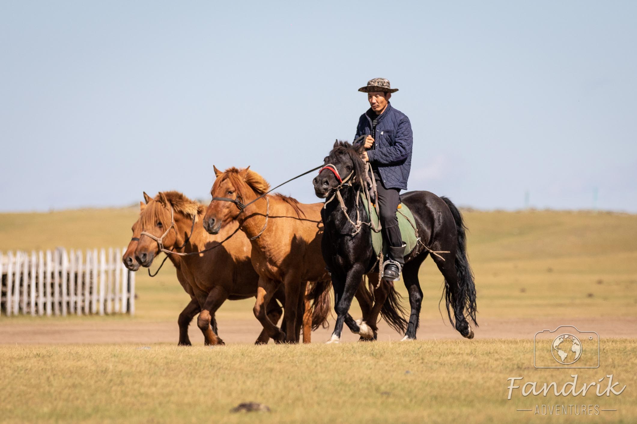 Ein mongolischer Reiter reitet mit drei Pferden durch die Steppe.