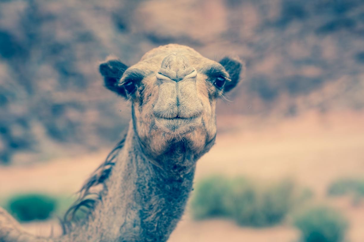 Ein Kamel in der Nahaufnahme in der Wüste des Wadi Rums.